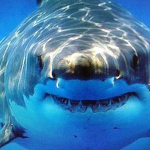 Meet your Posher, Lucy